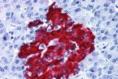 Immunohistochemistry-Paraffin: GPR82 Antibody [NBP3-14363] - Immunohistochemistry of formalin-fixed, paraffin-embedded human pancreas after heat-induced antigen retrieval.